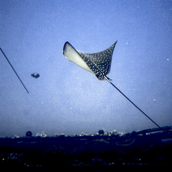 Spotted Eagle Ray
