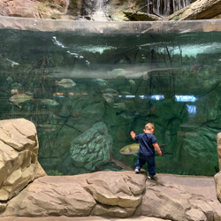 The Fish at Bass Pro