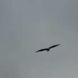 Eagle in Flight
